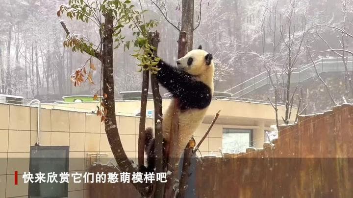 แพนด้ายักษ์ใช้ชีวิตแสนสุข เล่นสนุกกลางหิมะในส่านซี