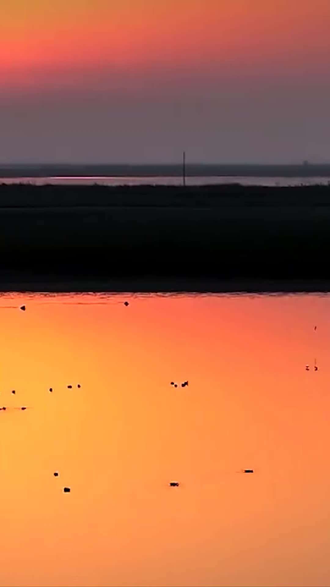 นกอพยพสยายปีกบิน สร้างฉากสวยชวนฝันในทะเลสาบโผหยาง