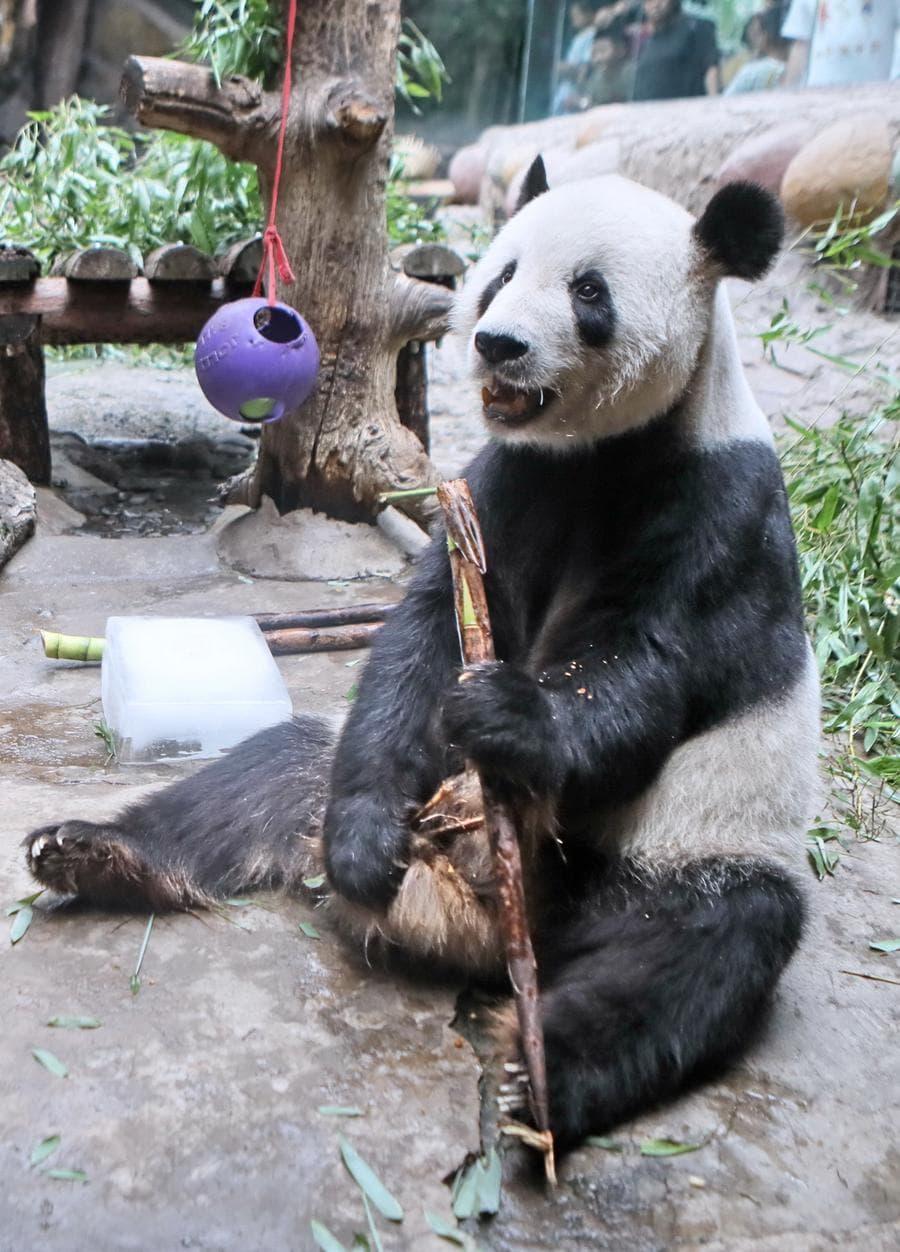 ชาวเน็ตจีนร่วมอาลัย แพนด้ายักษ์ 'คุณปู่กู่' แห่งสวนสัตว์ปักกิ่ง ลาโลกในวัย 25 ปี