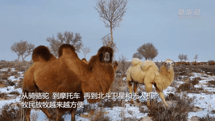 คนเลี้ยงอูฐในซินเจียงใช้ 'โดรนและดาวเทียม' ทำงาน