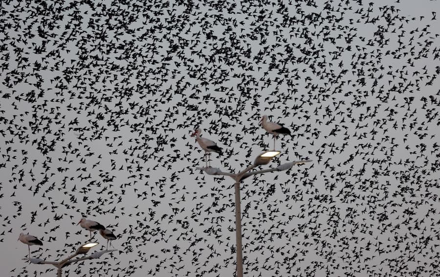 หมู่ 'นกสตาร์ลิง' บินเกาะกลุ่มก้อนดำกลางฟ้าอิสราเอล