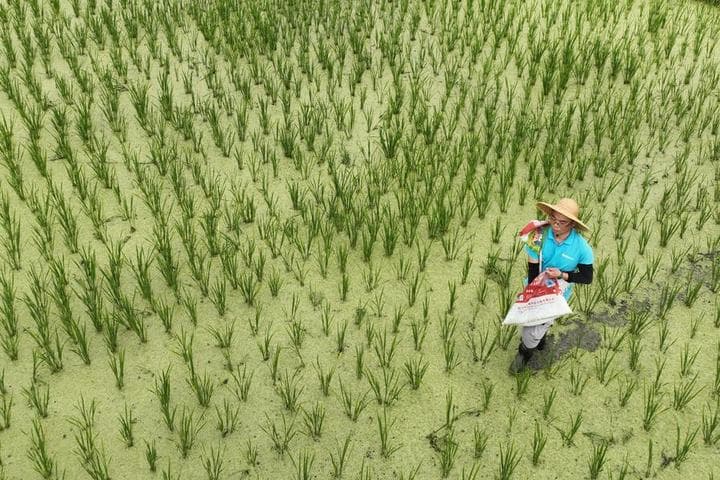 ซานย่าเร่งปรับปรุง 'พันธุ์ข้าวทนดินเค็ม-ด่าง' เฟ้นหาเมล็ดพันธุ์คุณภาพสูง