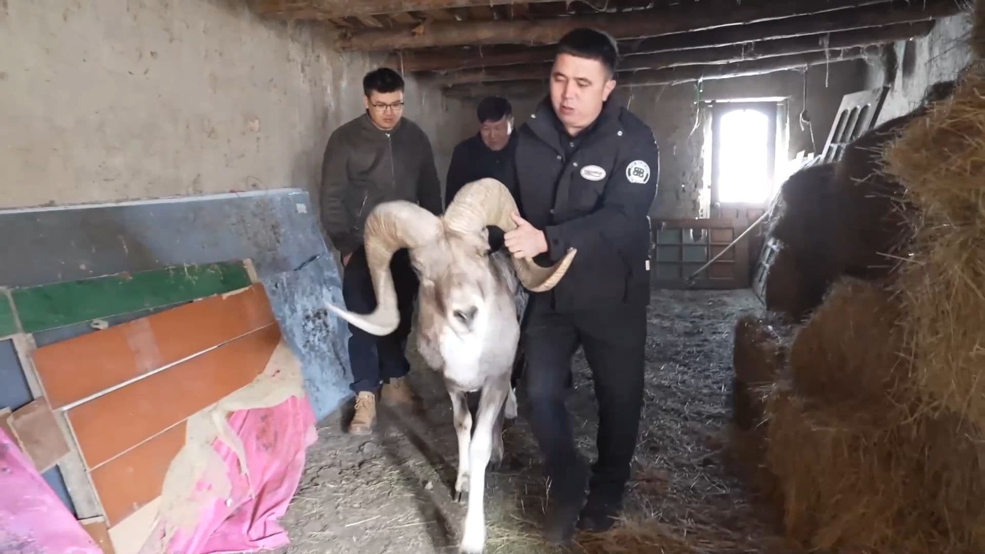 ซินเจียงช่วยเหลือ 'แกะภูเขา' สัตว์ป่าคุ้มครองบาดเจ็บ