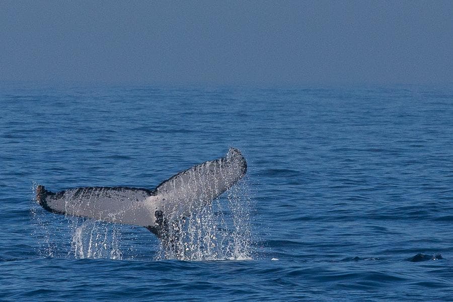 นักวิทย์ค้นพบ 'เพลงของวาฬ' มีโครงสร้างเดียวกับ 'ภาษามนุษย์