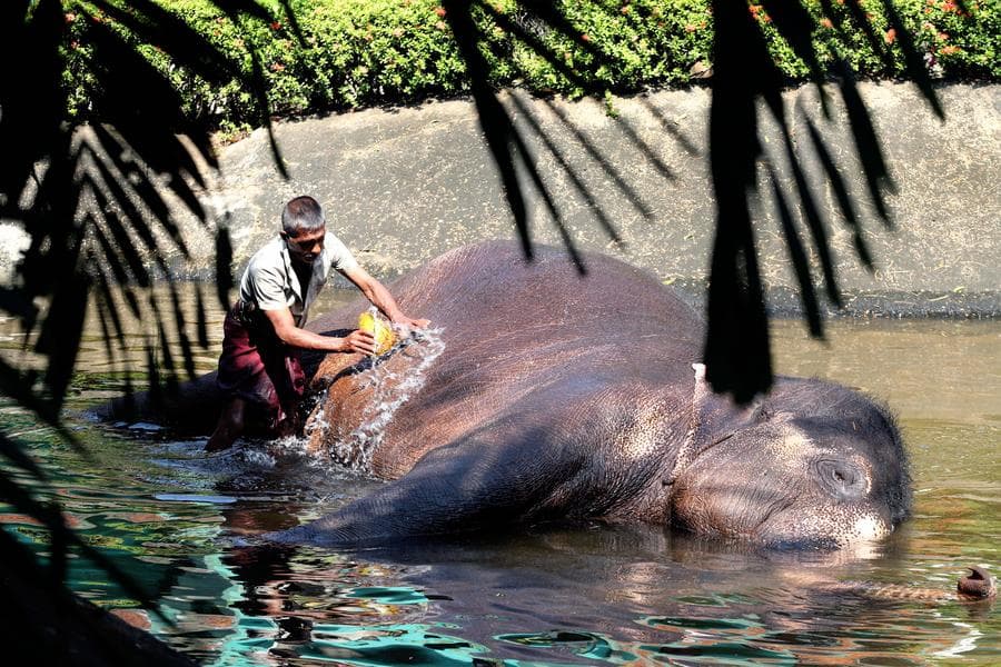 Asia Album : ควาญพาช้างขัดสีฉวีวรรณ เตรียมร่วม 'แห่พระธาตุ' ในศรีลังกา