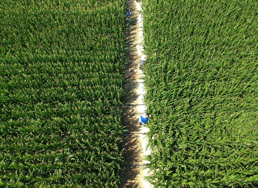 ศึกษาพบ 'ปลวก มด ไส้เดือน' ช่วยเพิ่มผลผลิตพืชผล-สุขภาพดินดี