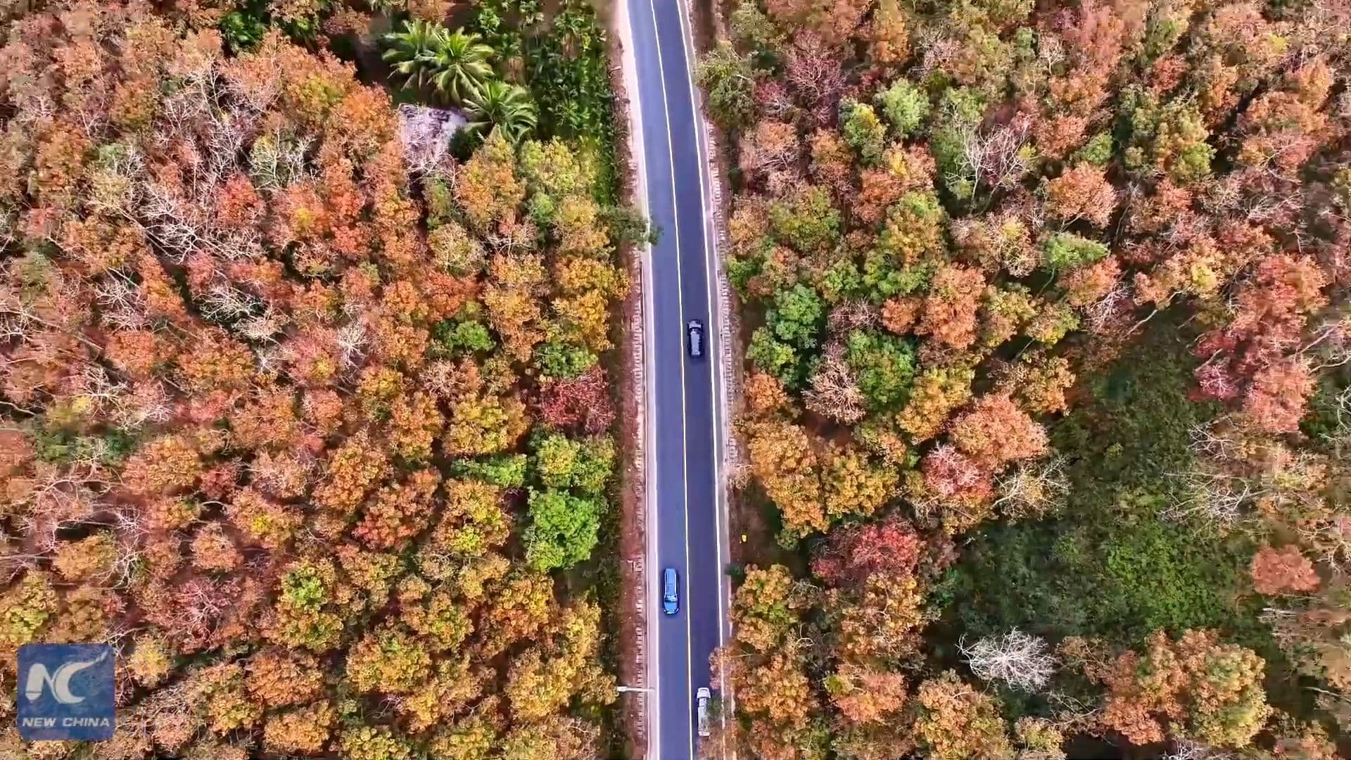 ท่องธรรมชาติ ยลหมู่ใบไม้แดง แต้มสีสันฤดูหนาวในไหหลำ