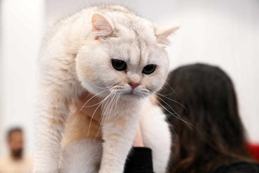 แมวเหมียวขนปุกปุย โชว์ความน่ารักในคูเวต