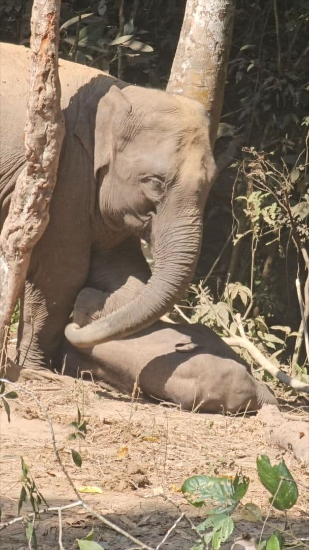 น่าเอ็นดู! โมเมนต์ 'แม่ช้างปลุกลูกช้าง' ตัวน้อยในยูนนาน