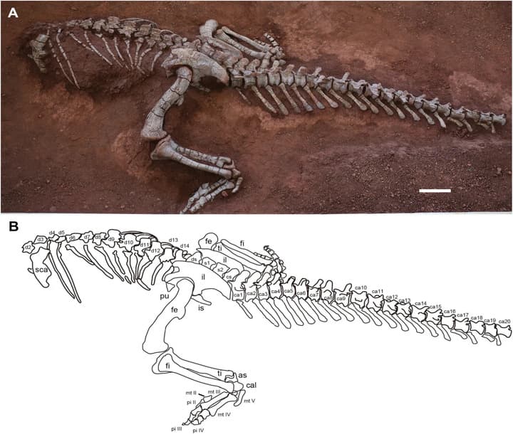 นักวิทย์จีนเผย 'ไดโนเสาร์ซอโรพอด' พันธุ์ใหม่ในยูนนาน