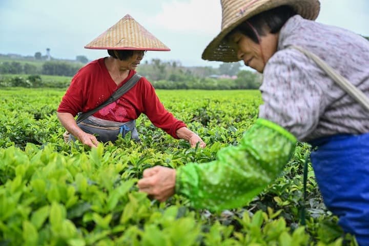 ไร่ชาออร์แกนิกในไหหลำ สร้างรายได้ 130 ล้านหยวน/ปี