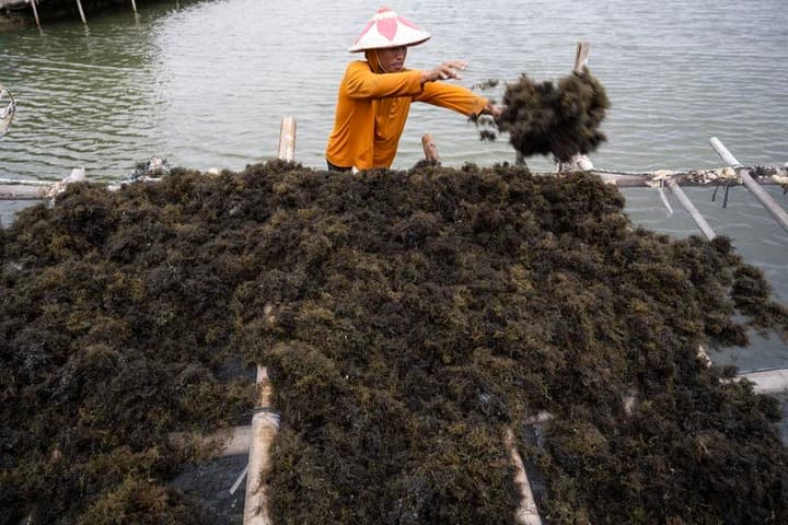 Asia album : เกษตรกรง่วนเก็บเกี่ยว 'สาหร่ายทะเล' ในอินโดฯ