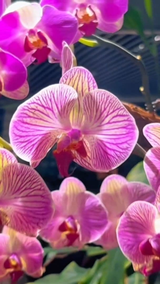 เที่ยวชมงาน 'ค่ำคืนอัศจรรย์แห่งวันปีใหม่' กลางสวนพฤกษศาสตร์ในปักกิ่ง