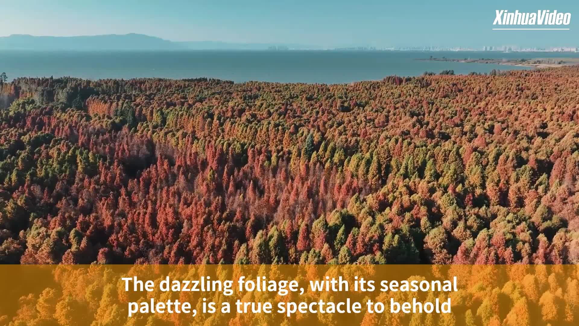 ท่องป่าสน ยลเกลียวคลื่น 'พื้นที่ชุ่มน้ำ' ในยูนนาน