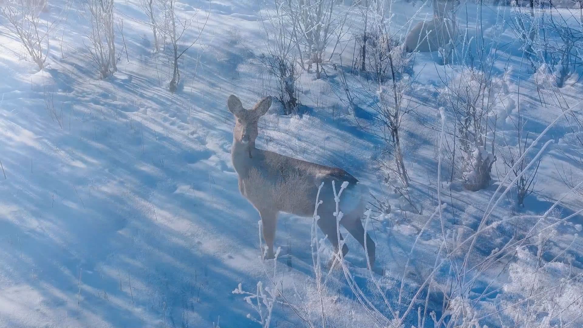 น้ำค้างแข็ง คลื่นเมฆหมอก ฉากธรรมชาติงามในซินเจียง