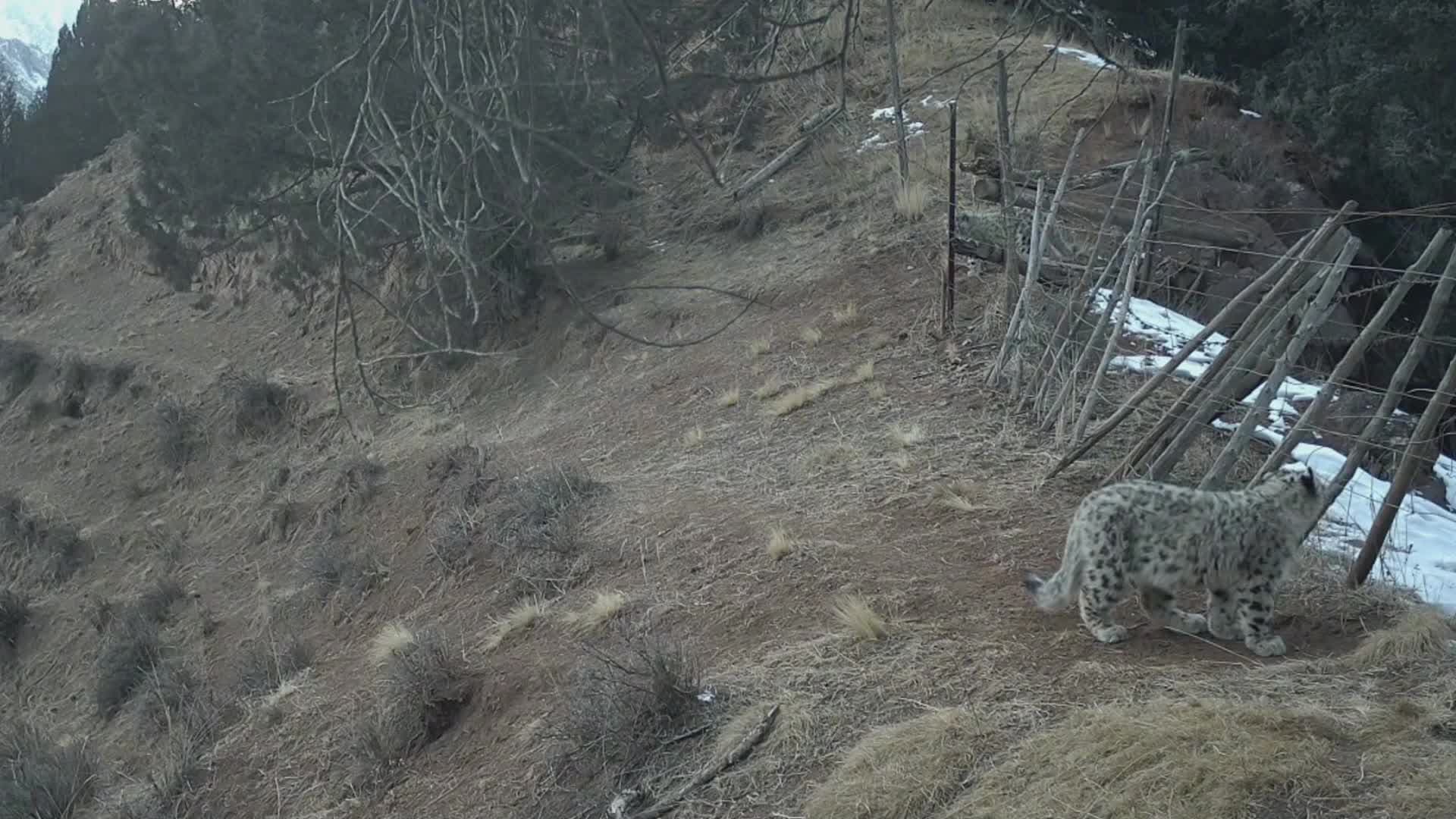 กานซู่จับภาพครอบครัว 'เสือดาวหิมะ' เดินเตร่ภูเขาฉีเหลียน