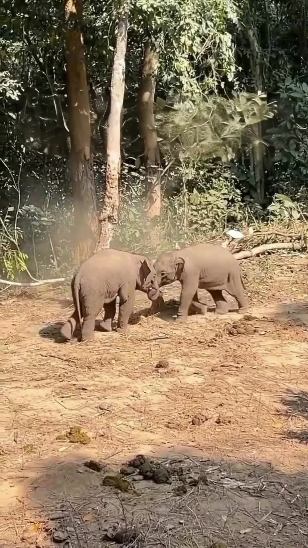 โมเมนต์ 2 ลูกช้างน้อย เล่นสนุกซุกซนในยูนนาน