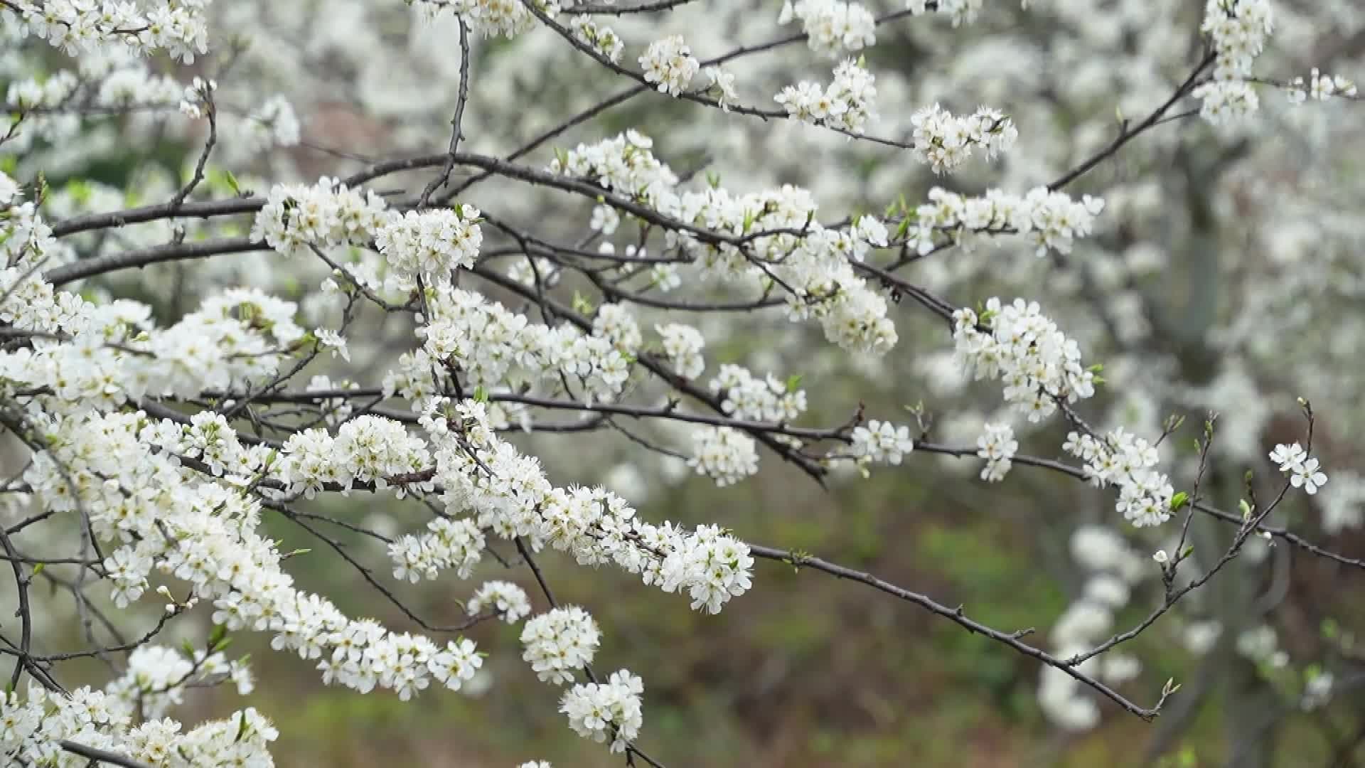 ดอกบ๊วย' ชูช่ออวดกลีบขาวนวล แต่งแต้มวิวหมู่บ้านในหูหนาน