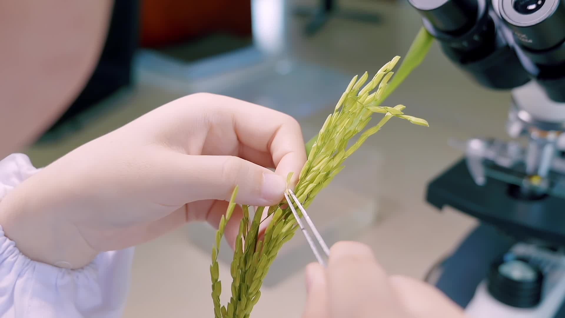 นักวิทย์จีนพัฒนา 'พันธุ์ข้าว' ผลิตสารต้านอนุมูลอิสระ ช่วยบำรุง 'หัวใจ