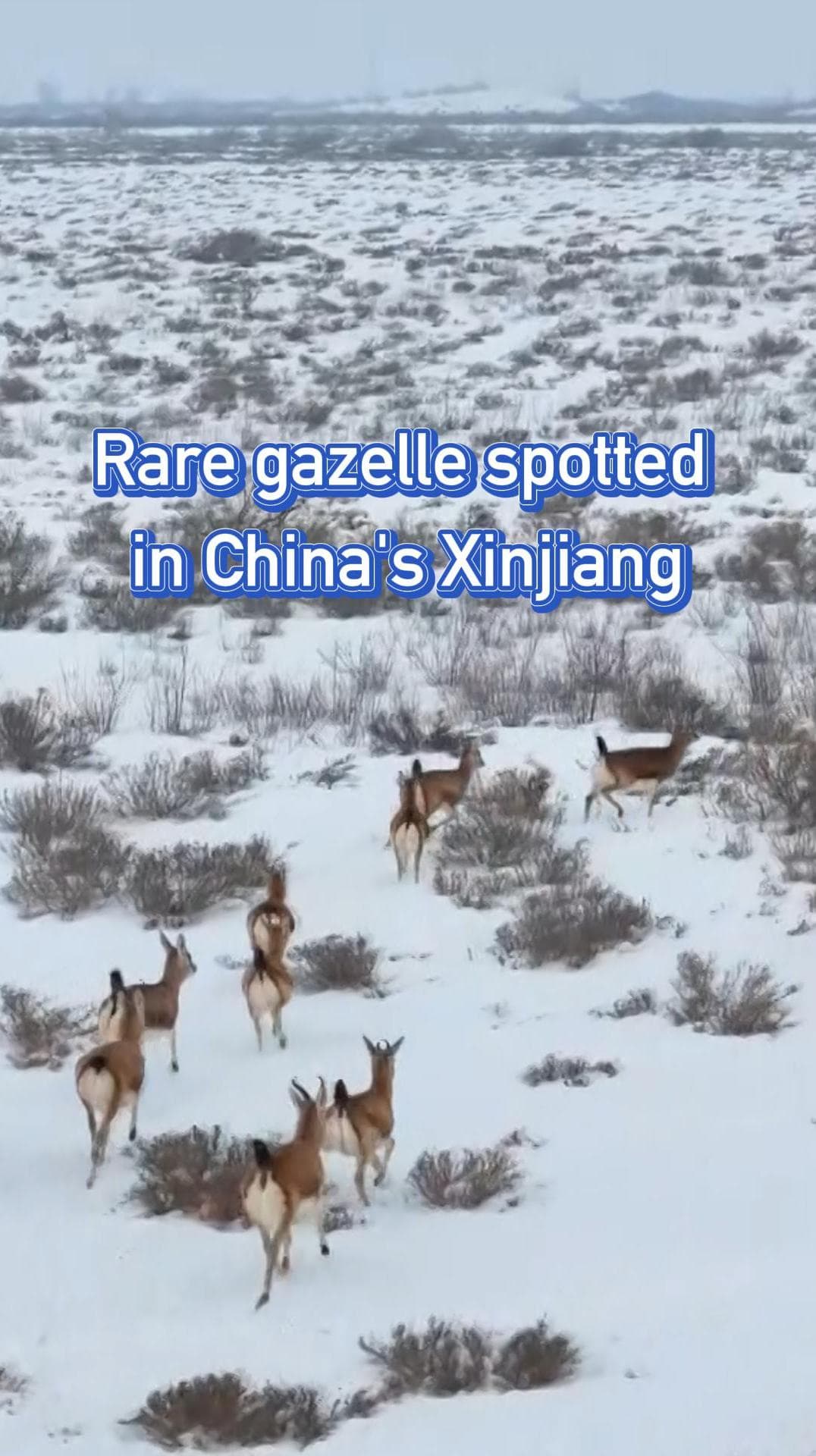 ฝูง 'ละมั่งหางดำ' อวดโฉมกลางหิมะในซินเจียง