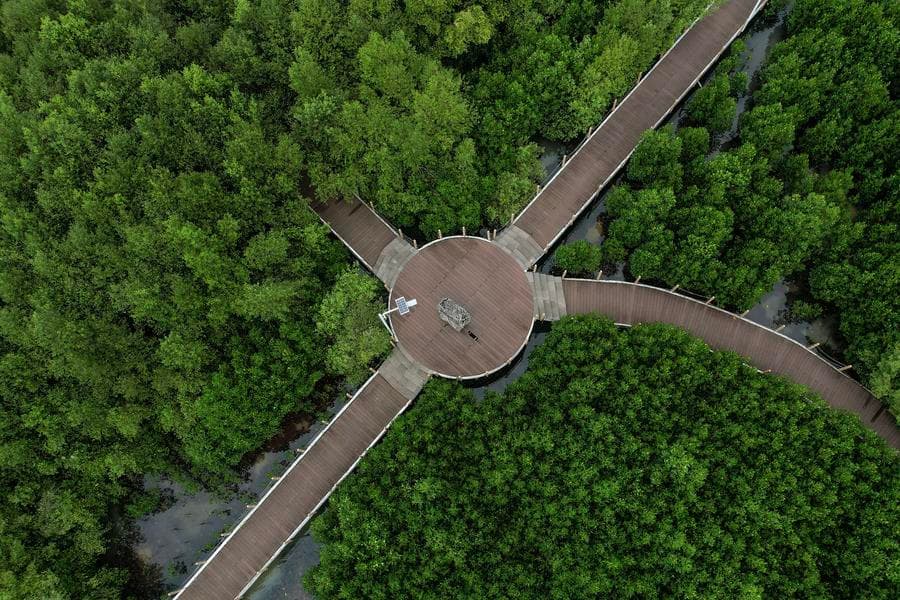 อินโดนีเซียเดินหน้าฟื้นฟู 'ป่าชายเลน' เขียวชอุ่มในบันเติน