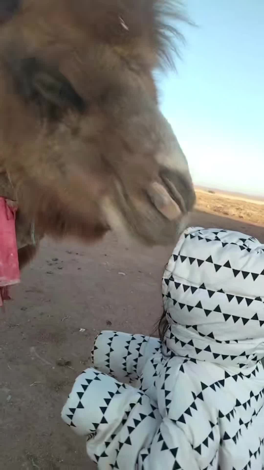 โมเมนต์น่ารัก 'คุณอูฐ' เดินมาจุ๊บหน้าผากหนูน้อยชาวจีน