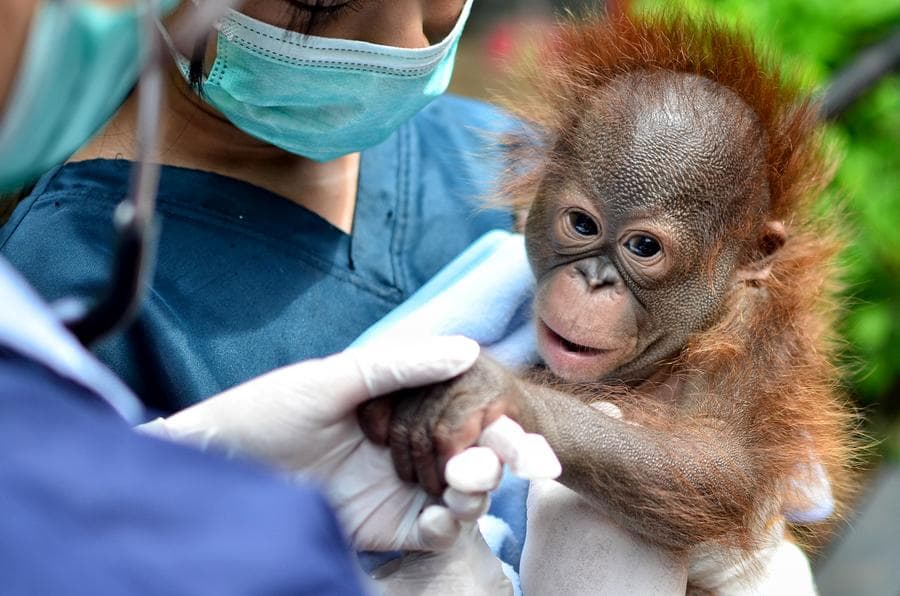 สวนสัตว์อินโดฯ อวดโฉม 'ลูกอุรังอุตัง' ตาแป๋ววัย 2 เดือน