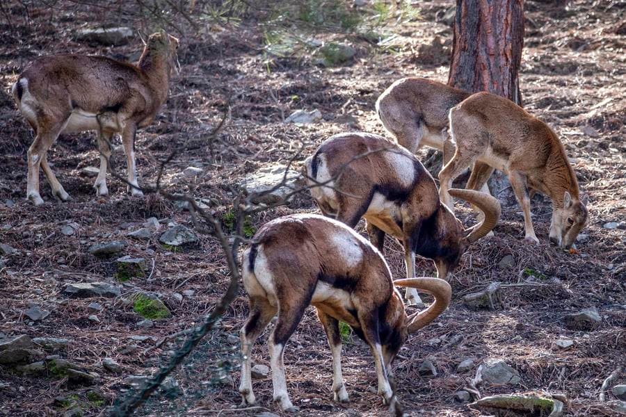 ส่อง 'แกะป่าไซปรัส' เขาโค้งแห่งเขาทรูดอส