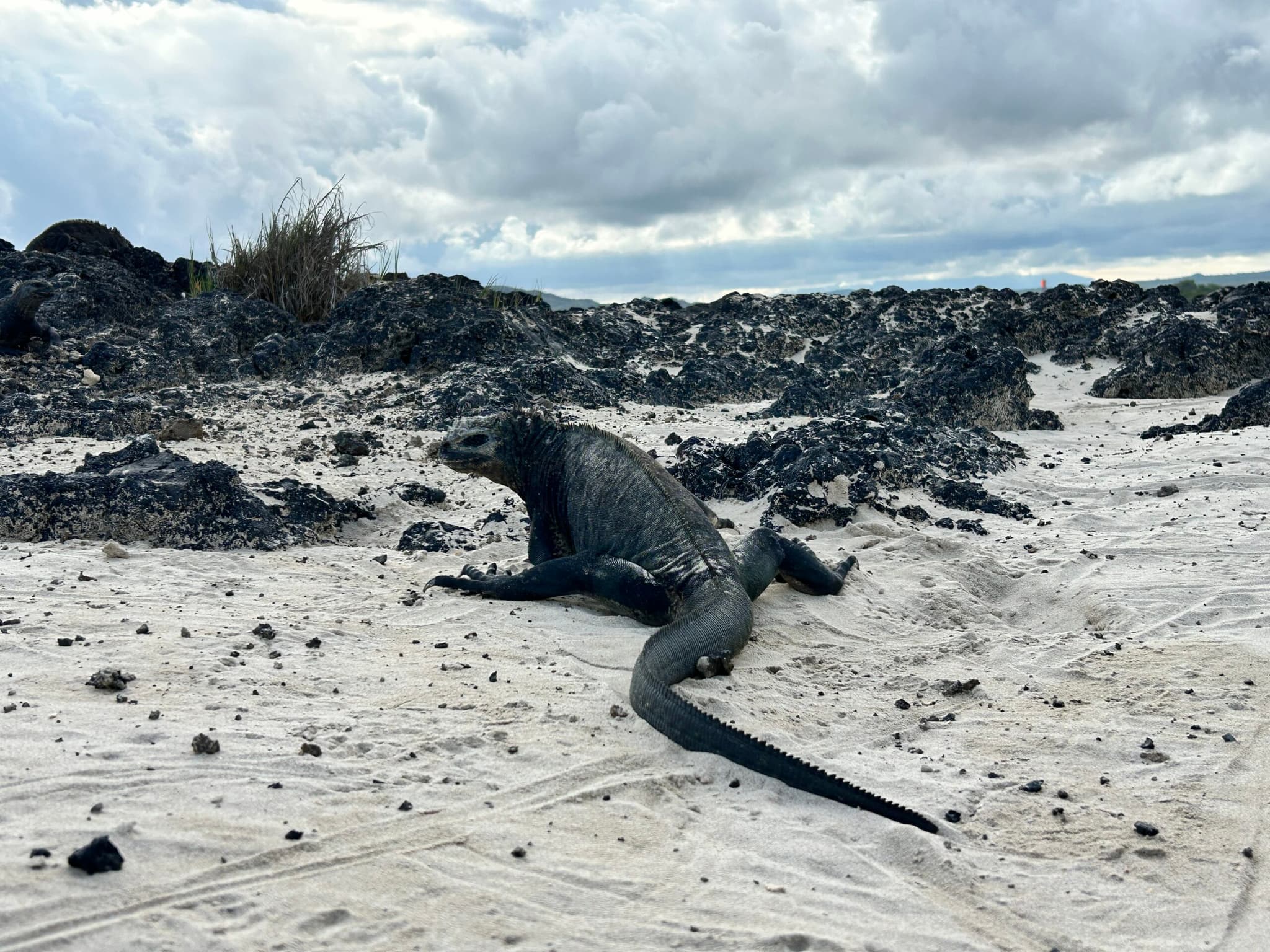 อัศจรรย์แดนธรรมชาติ 'เกาะกาลาปากอส' ในเอกวาดอร์