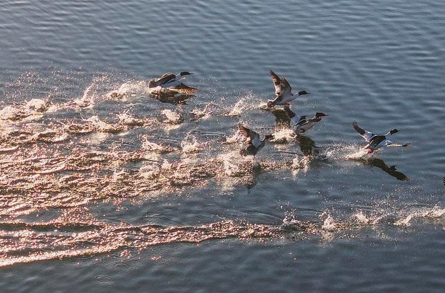 ทิวทัศน์ธรรมชาติงามตา ยามวสันตฤดูเยี่ยมเยือนจีน