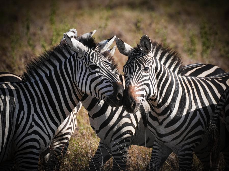 สิงสาราสัตว์' เจ้าถิ่นอุทยานแห่งชาติไนโรบี