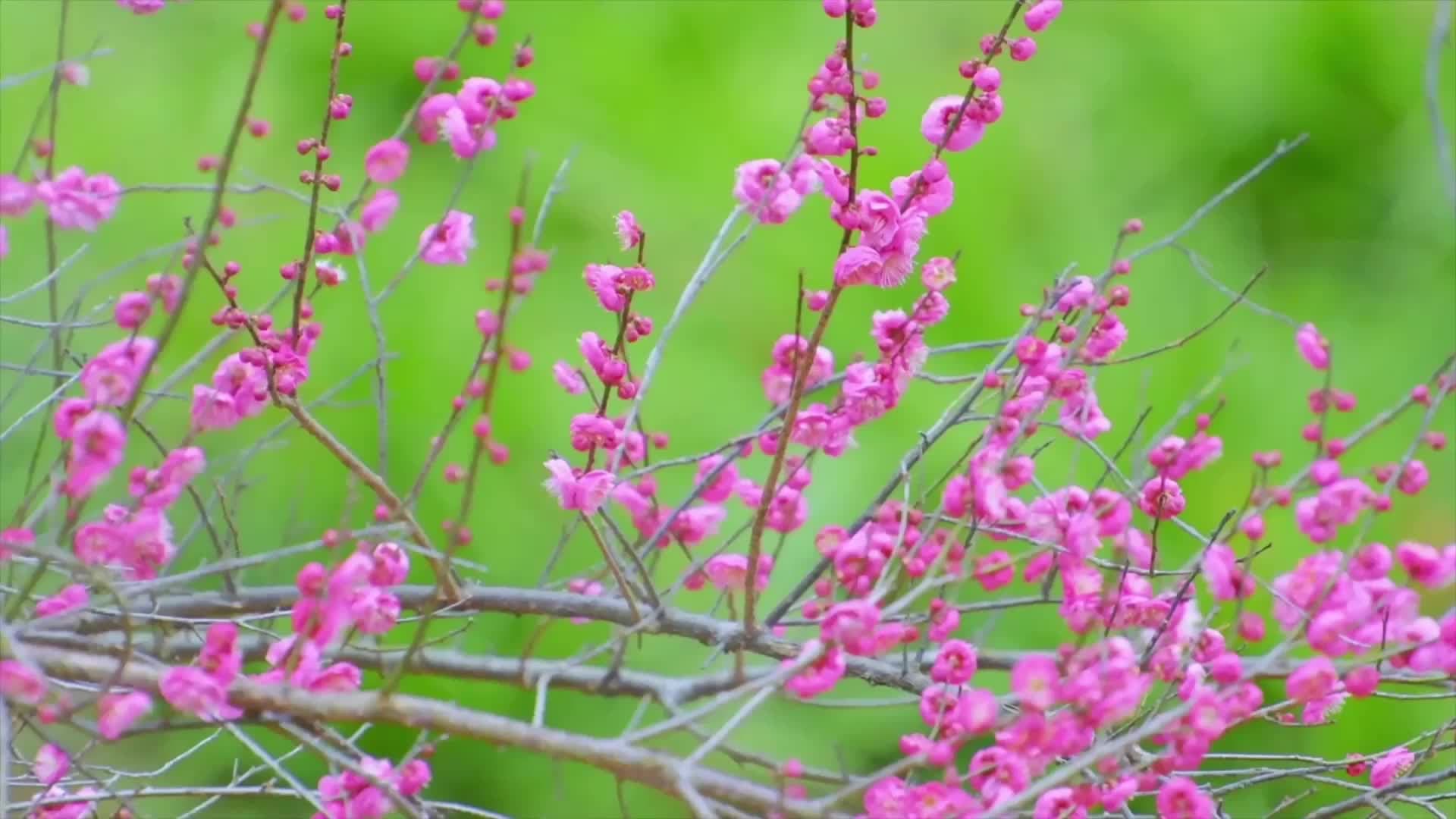 สีสัน 'ดอกบ๊วย' ผลิบาน รับฤดูใบไม้ผลิในหูหนาน