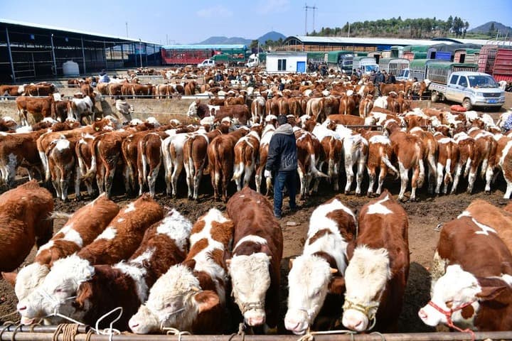 เกษตรกรเยือน 'ตลาดซื้อขายปศุสัตว์' เตรียมพร้อมฤดูไถหว่านในกุ้ยโจว