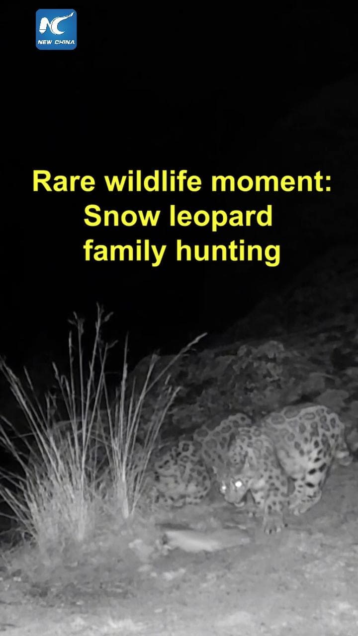 แม่ 'เสือดาวหิมะ' พร้อมลูกน้อย 3 ตัว ออกล่าเหยื่อในซินเจียง