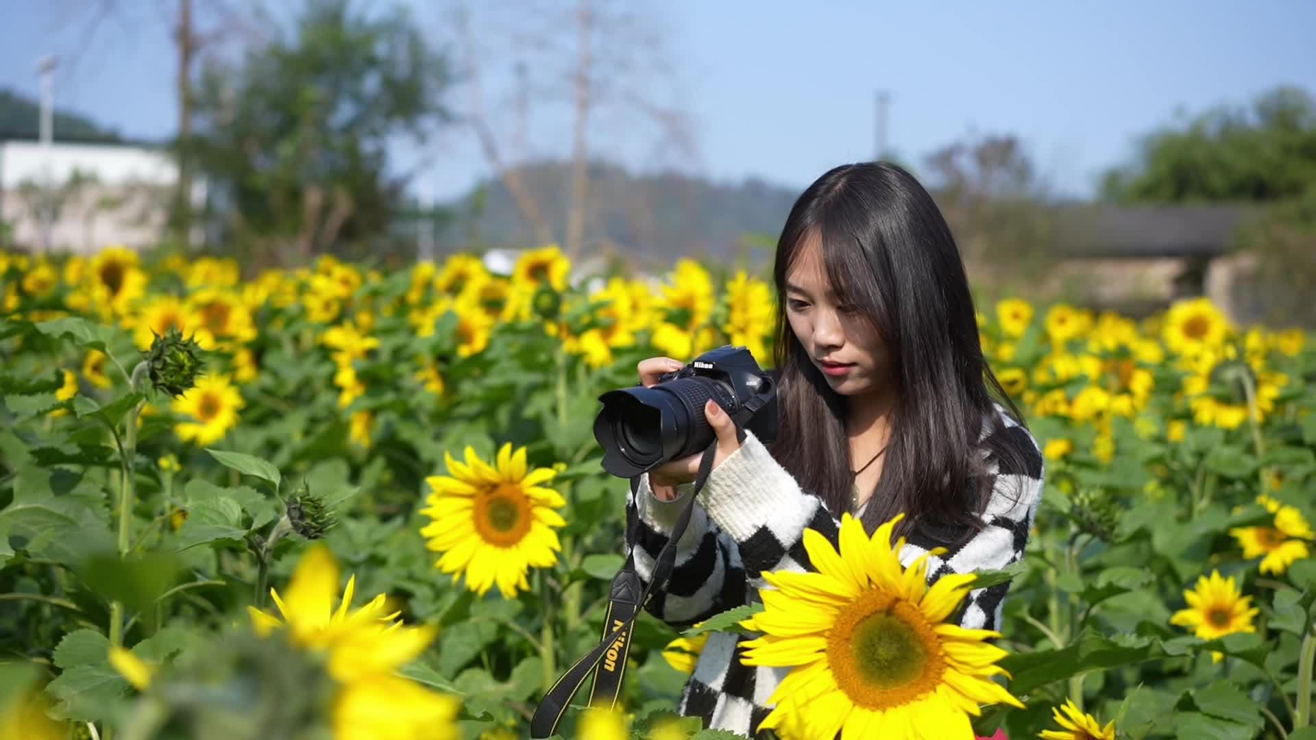ดอกทานตะวันนับแสนบานเหลืองสดใสในยูนนาน