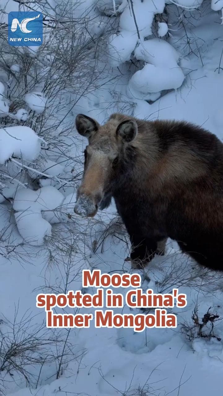 หายาก! ช่างภาพจับภาพ 'กวางมูส' ใช้ชีวิตกลางป่ามองโกเลียใน