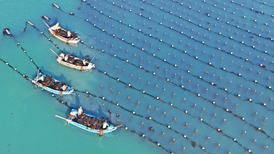 ชาวประมงออกเรือเก็บเกี่ยว 'สาหร่ายทะเล' ในซานตง