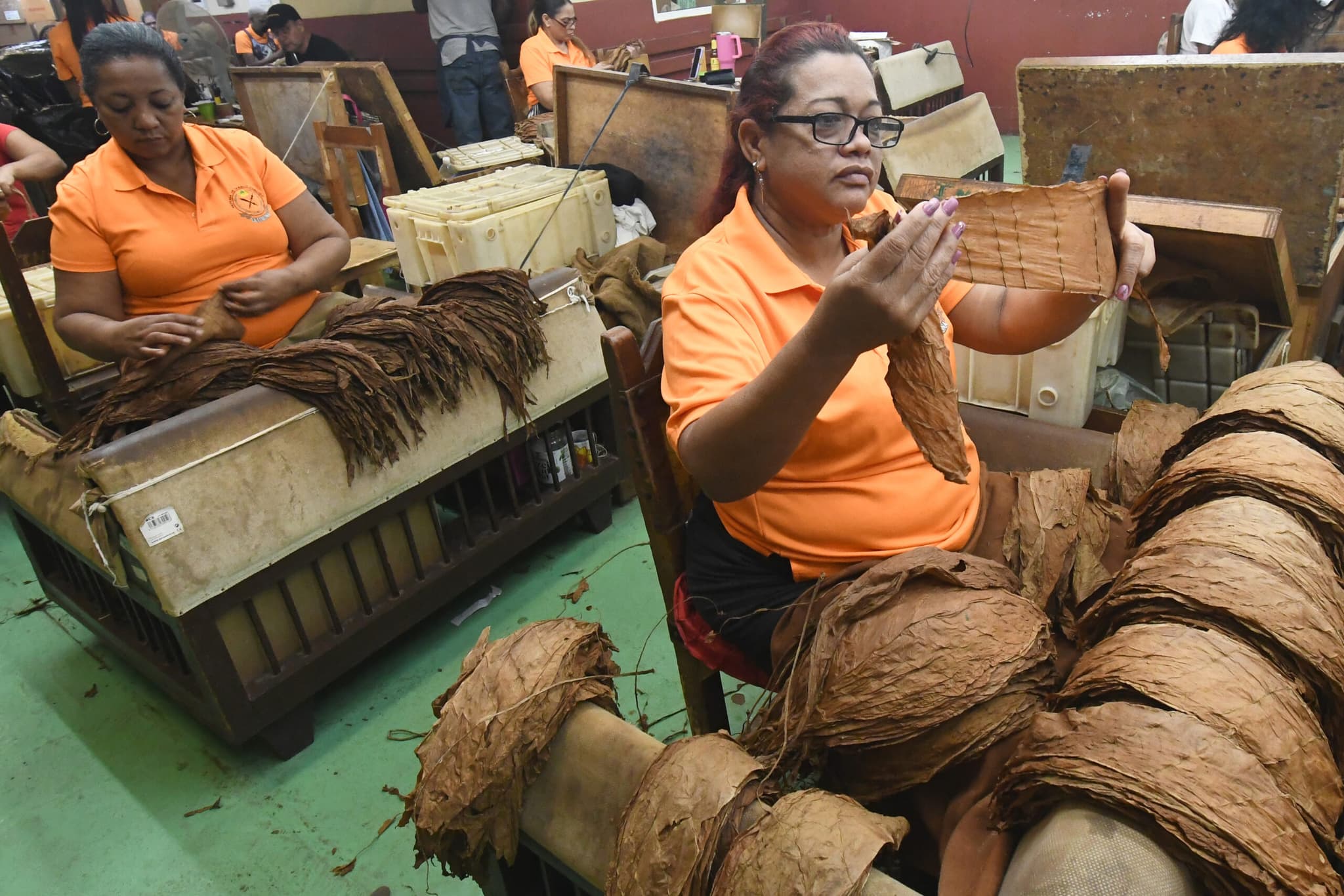 เบื้องหลังการผลิต 'ซิการ์' ฝีมือคนงานในคิวบา