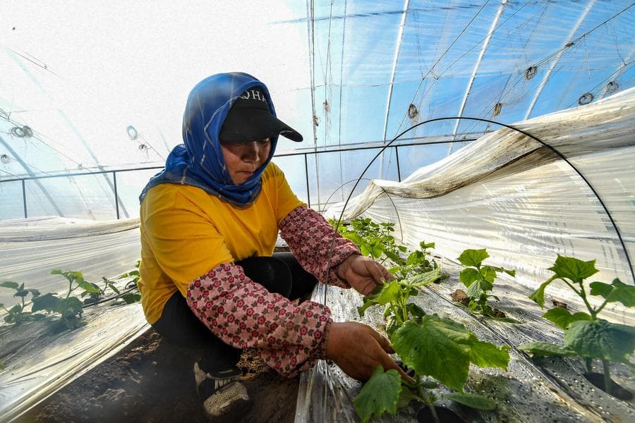 ชาวบ้านจี๋หลินดูแลพืชผลในโรงเรือนกระจก