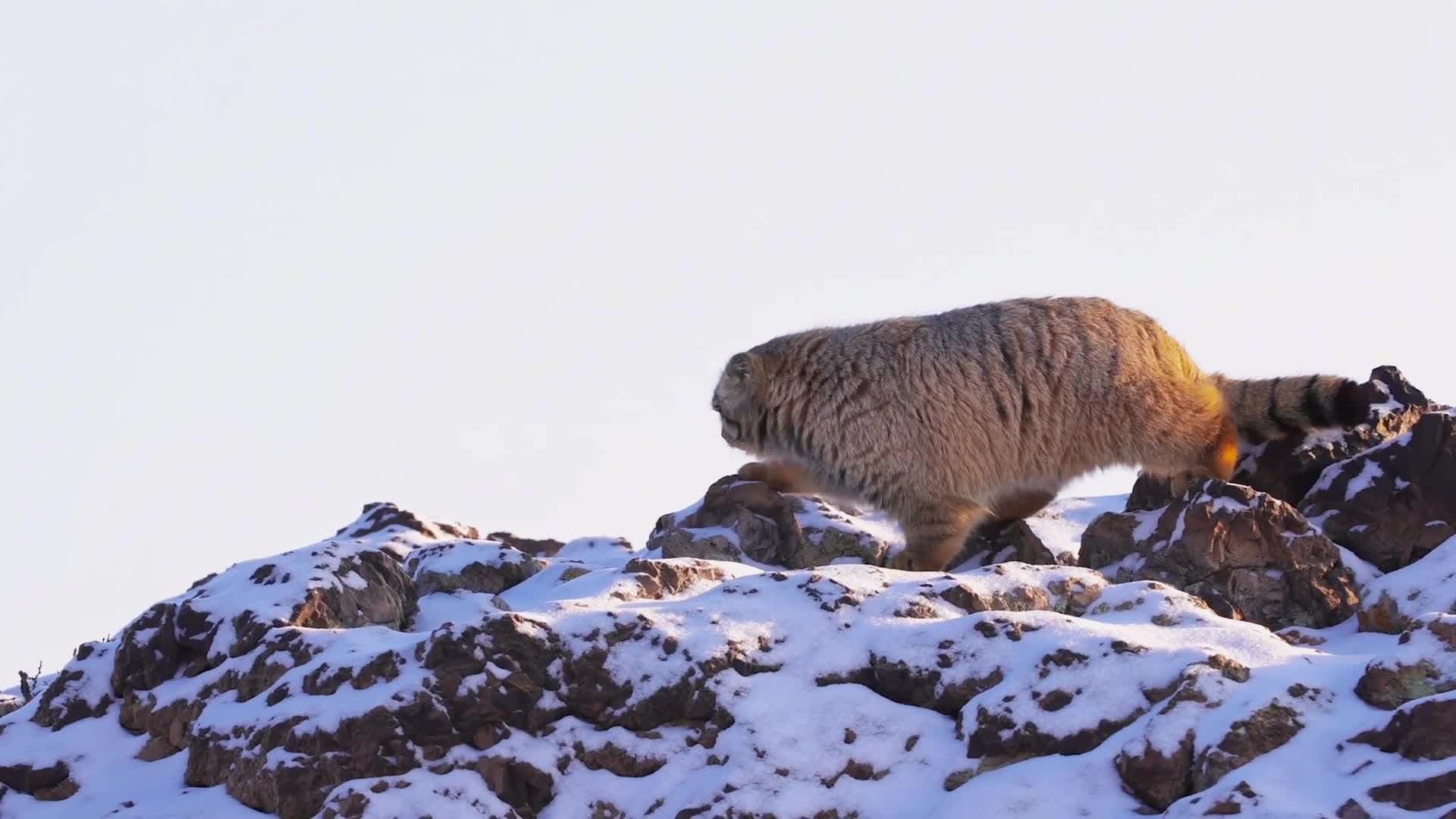 ไอต้าว 'แมวพัลลัส' ขนฟู โชว์ตัวตุ๊ต๊ะในมองโกเลียใน
