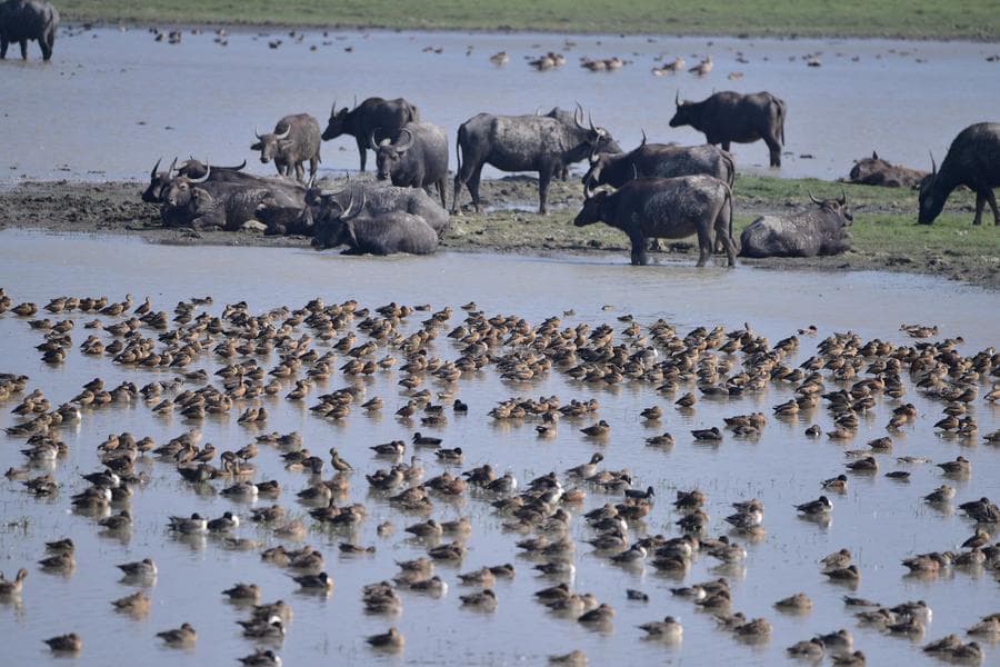 อินโดนีเซียเล็งนำเข้า 'เนื้อควาย' 1 แสนตันก่อนรอมฎอน