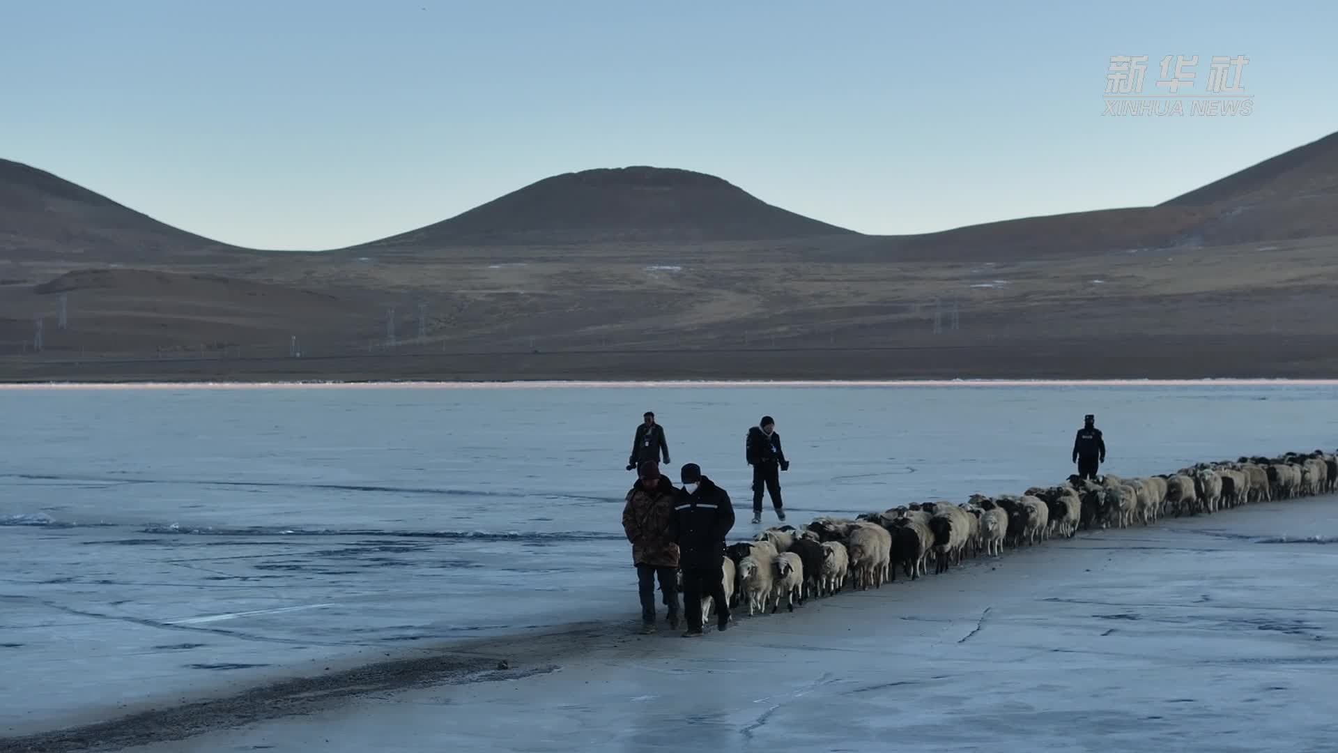 มหกรรมต้อน 'แกะ' แถวยาว ข้ามทะเลสาบน้ำแข็งในทิเบต
