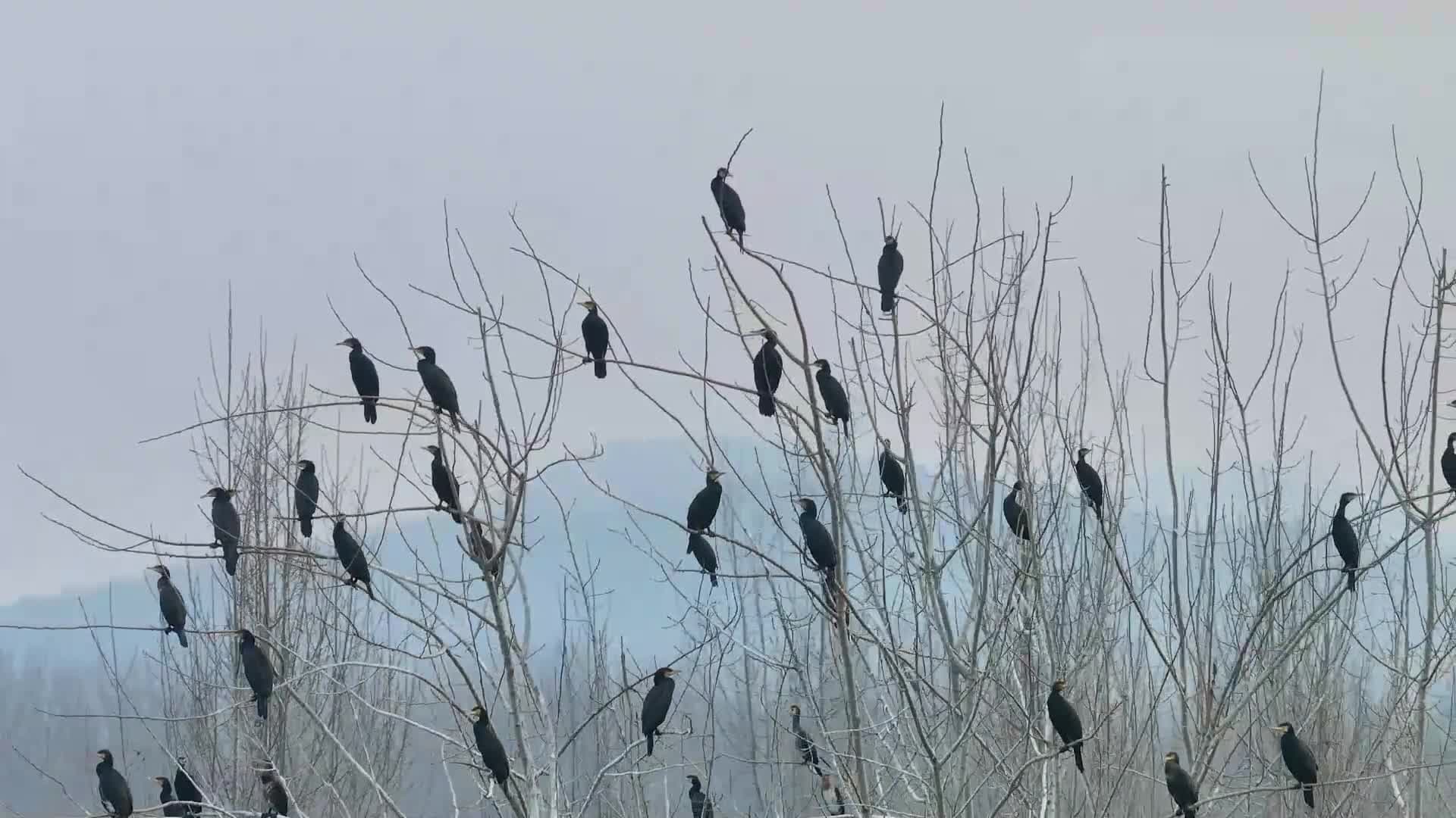 ฝูงนกอพยพหลบหนาว เยือนพื้นที่ชุ่มน้ำในหูเป่ย