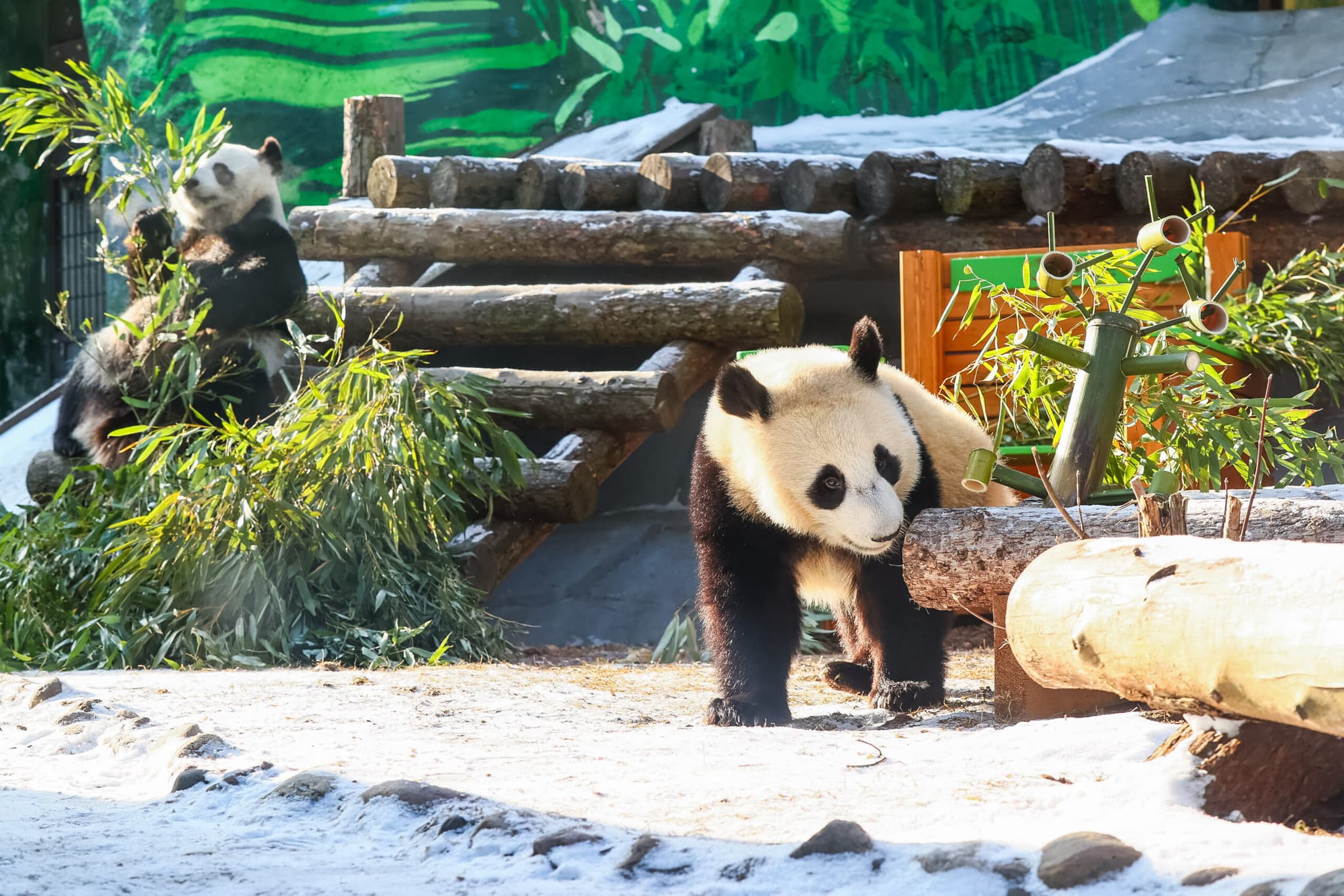 สวนสัตว์มอสโกมอบ 'ของขวัญชิ้นใหม่' ให้แพนด้ายักษ์คัตยูชา