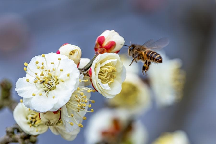 ดอกบ๊วยหลงโหยว' บานสะพรั่งยวนใจผึ้งน้อยในฉงชิ่ง