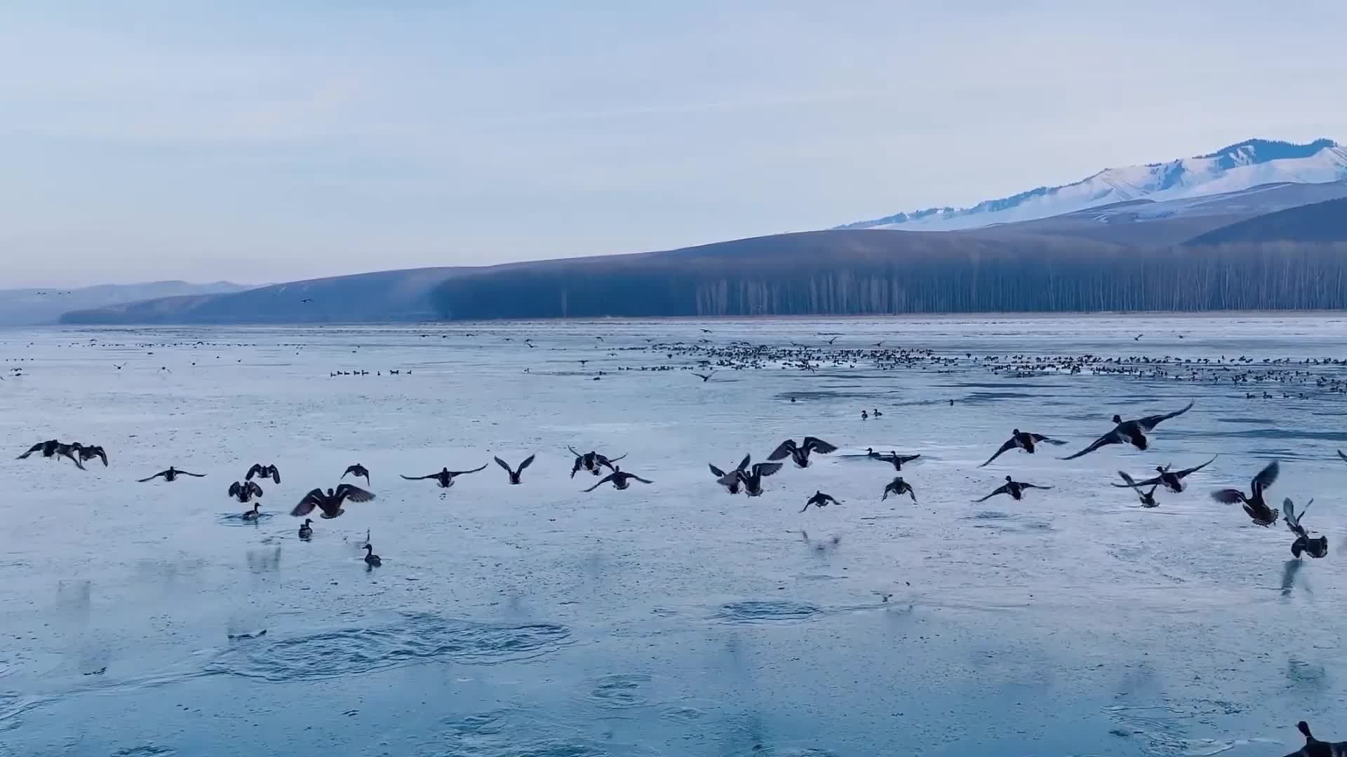 นกอพยพ นักท่องเที่ยว แวะเช็กอิน 'ทะเลสาบคาลาทัวไห่' ในซินเจียง