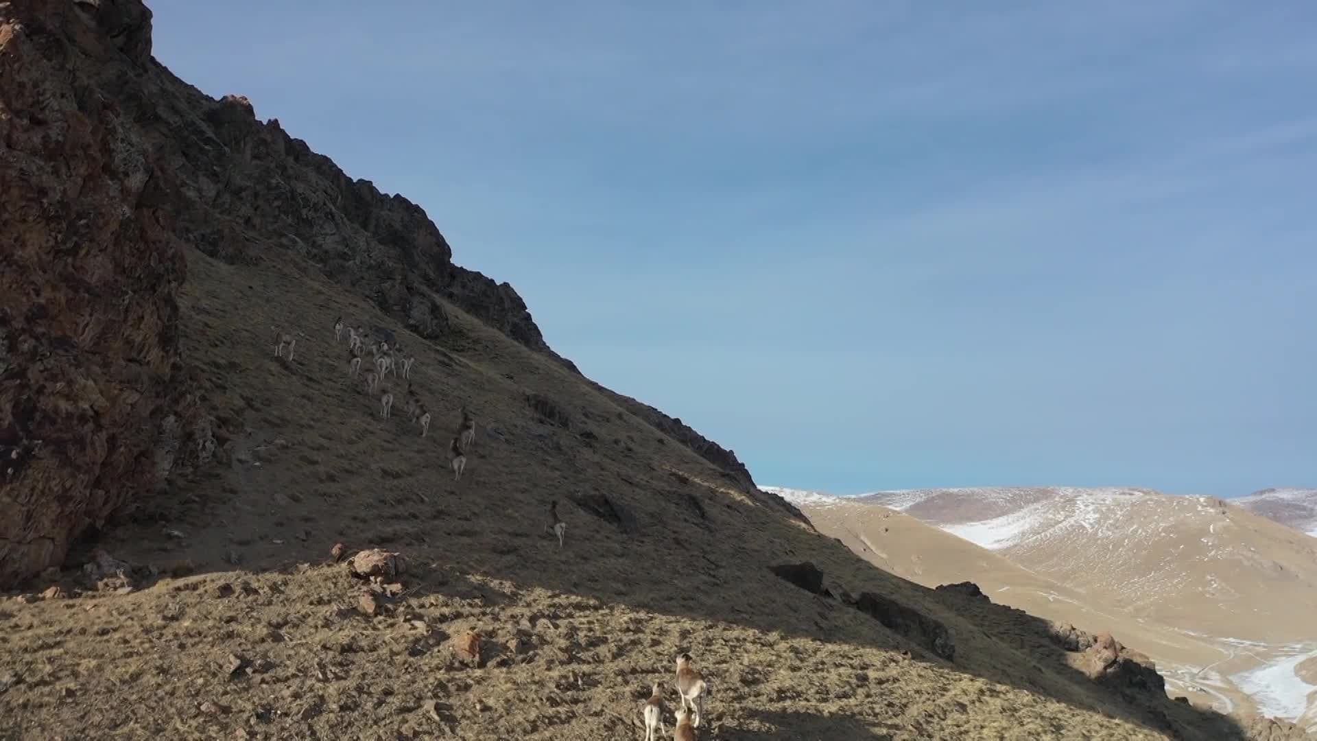 ฝูง 'แกะภูเขา' โชว์ตัวบนเนินเขาเทียนซานในซินเจียง