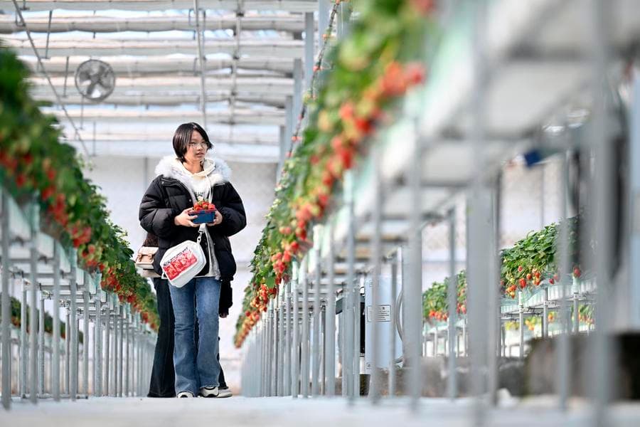 ปลูก 'สตรอว์เบอร์รี' สมัยใหม่ สีสวยกลิ่นหอมในหนิงเซี่ย