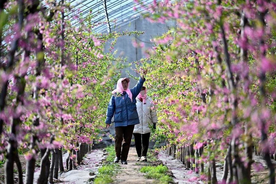 ดอกท้อชมพูสวยเต็มกิ่งก้านกลางโรงเรือนในหนิงเซี่ย