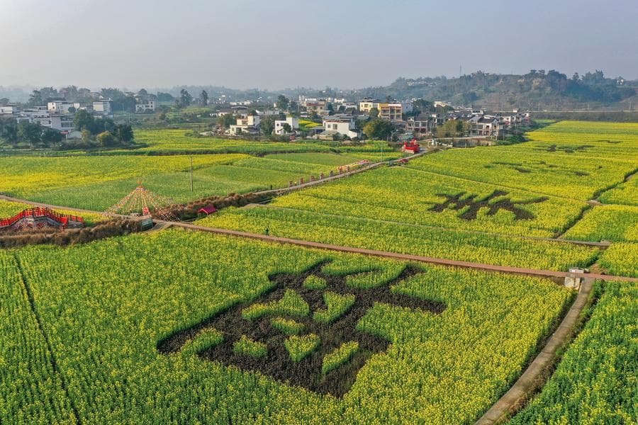 ดอกผักกาดเหลืองสด ส่งสัญญาณฤดูใบไม้ผลิ